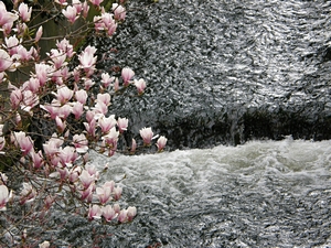 Scherzach und Magnolien