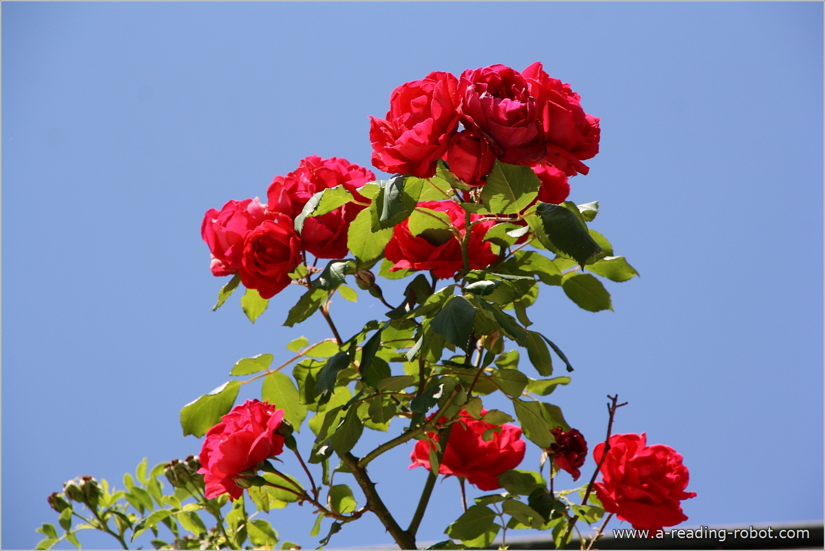 hohe Rosen am Busch 