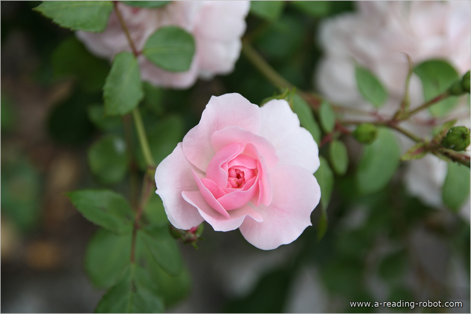 Lachsrosa Rose. Fr Dich zu Valentin