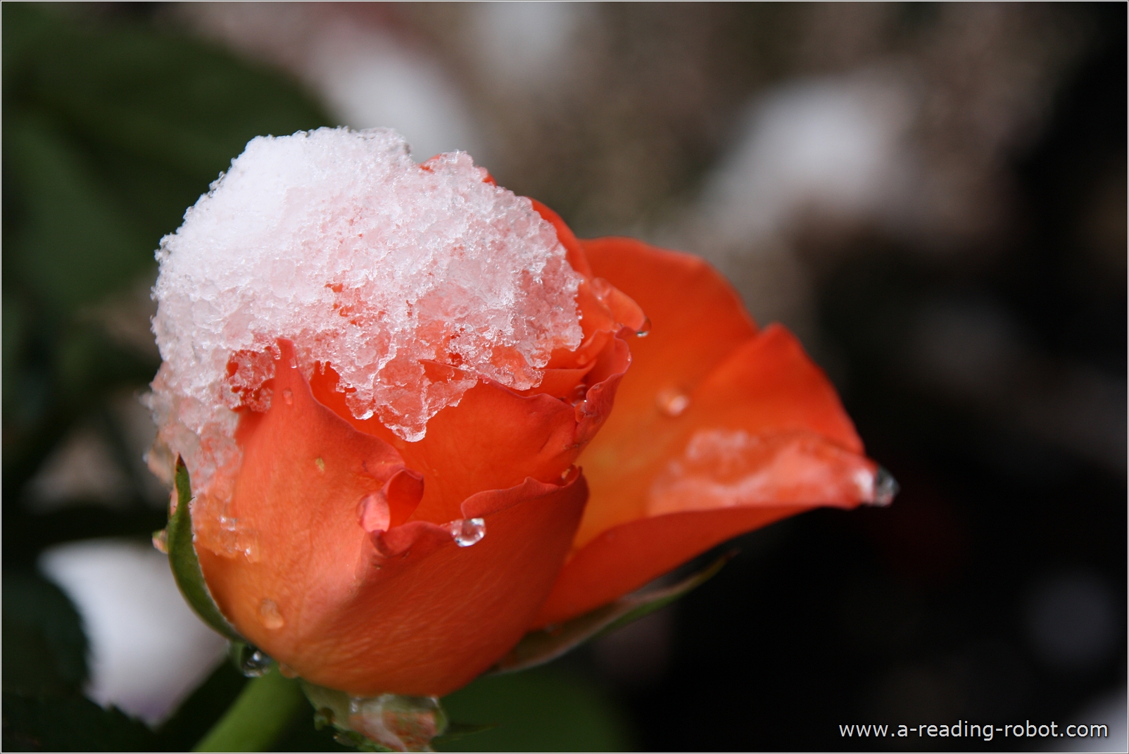 Rosenblte mit Schnee