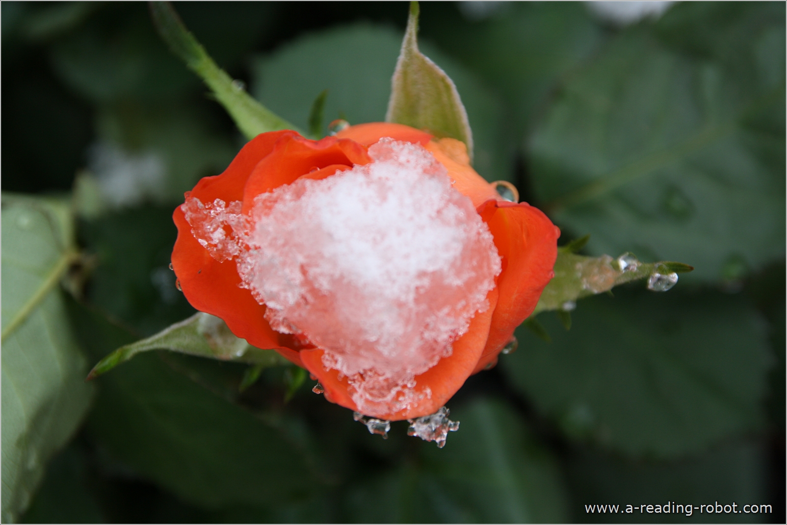 Rosenblte von oben, mit Schnee