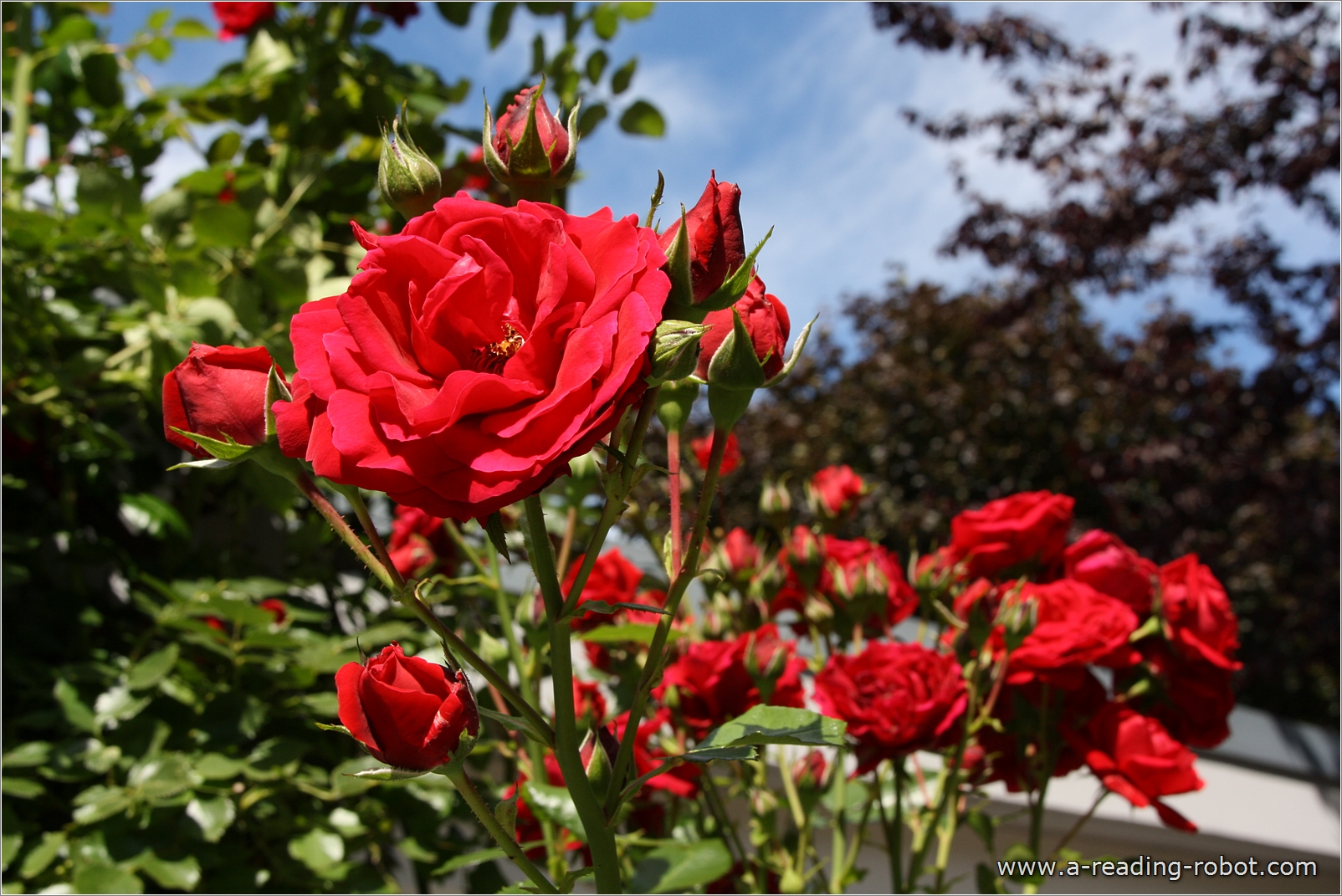 Rosen im Garten