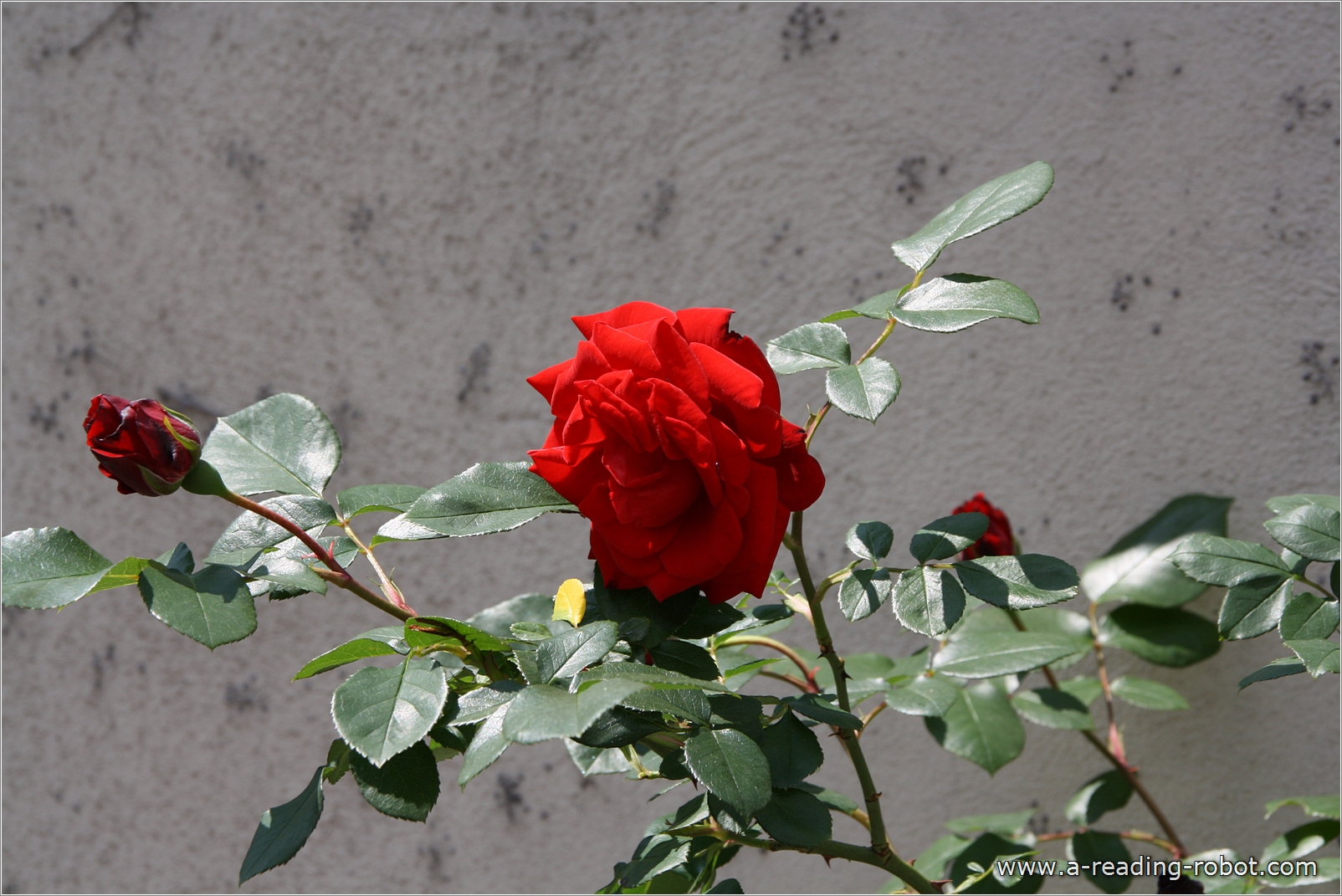 Rose vor Hauswand