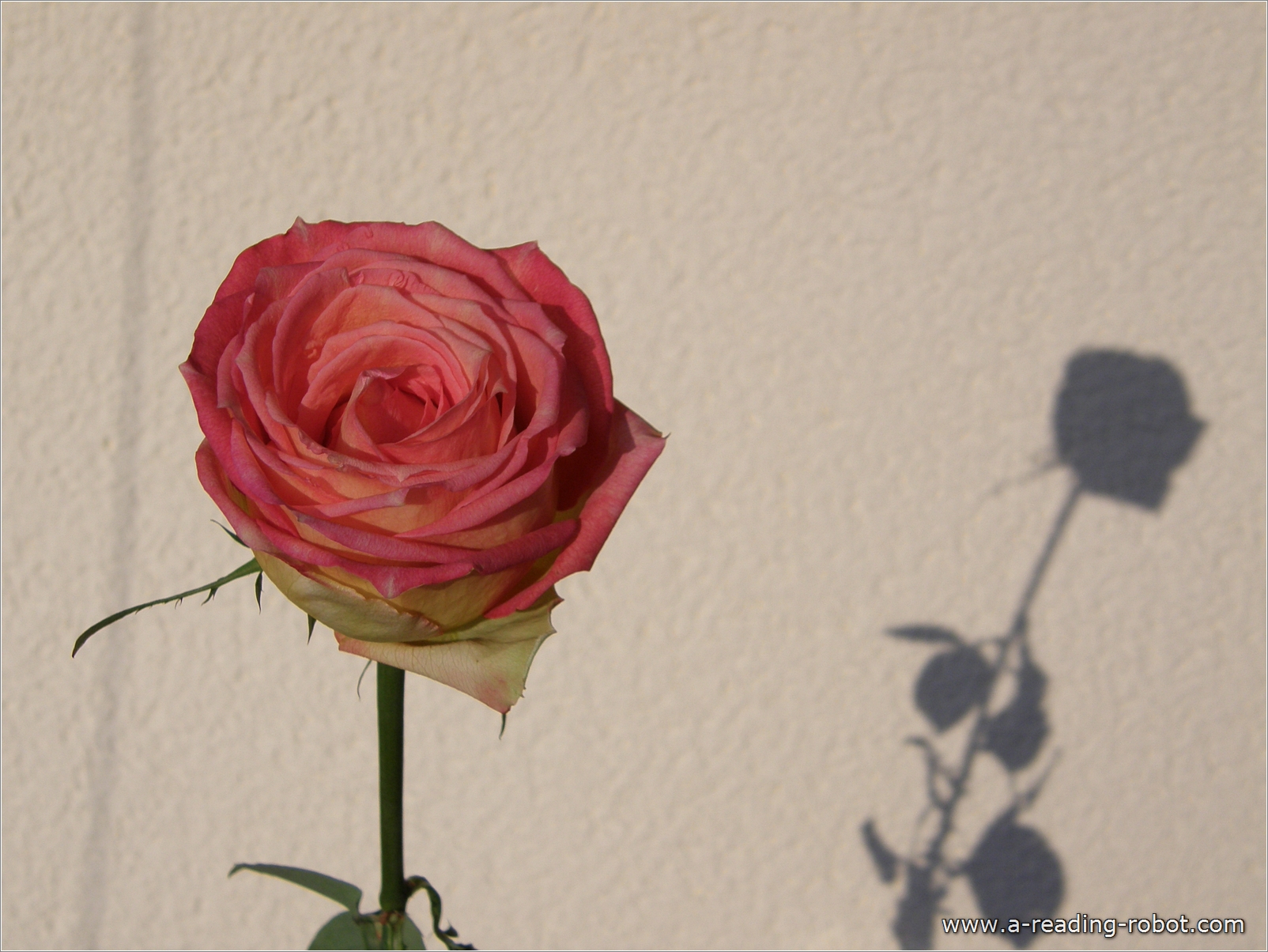 Rose mit Schatten