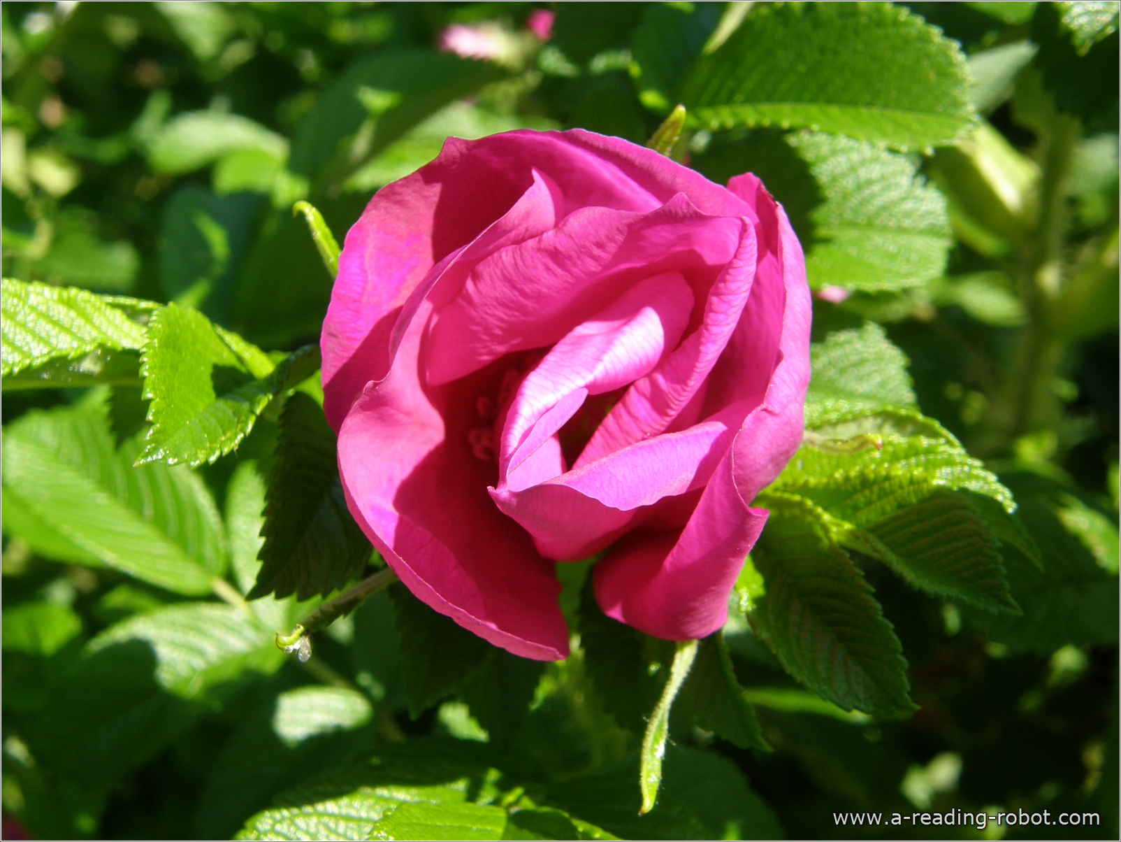 Heckenrose, sich entfaltend