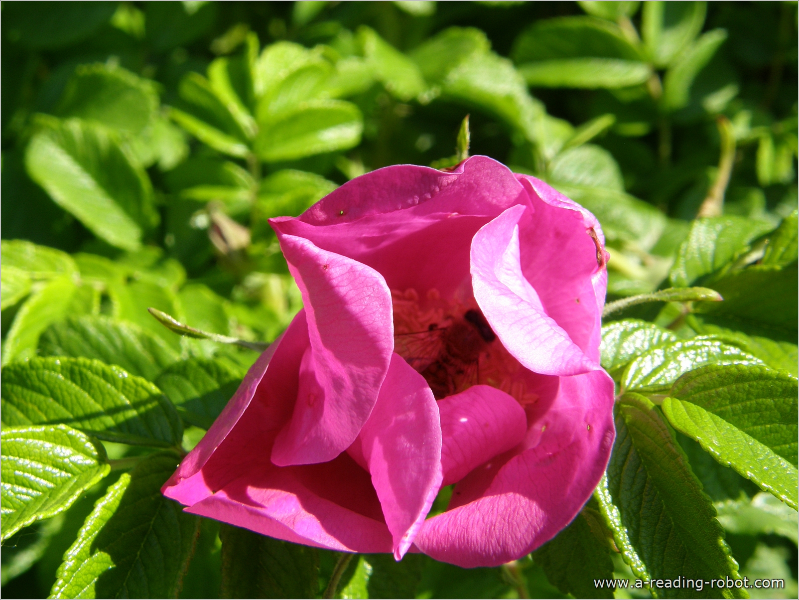 Heckenrose mit Besucher