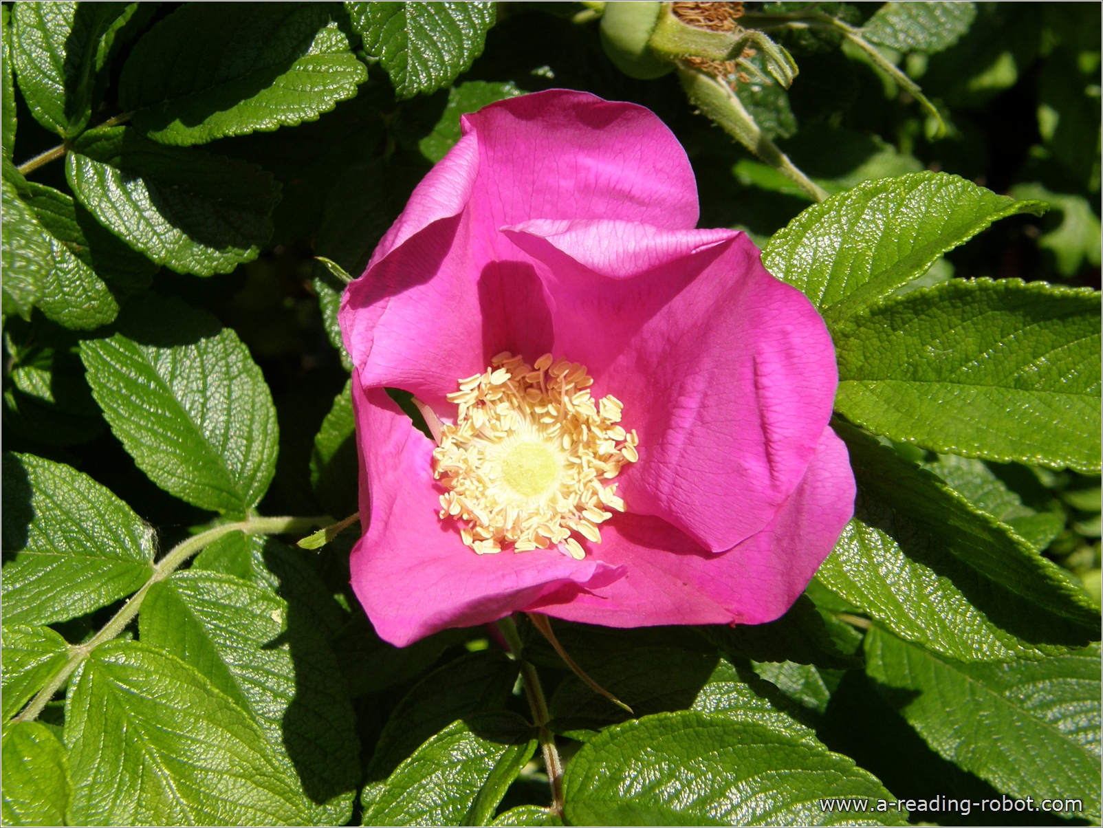 Heckenrose