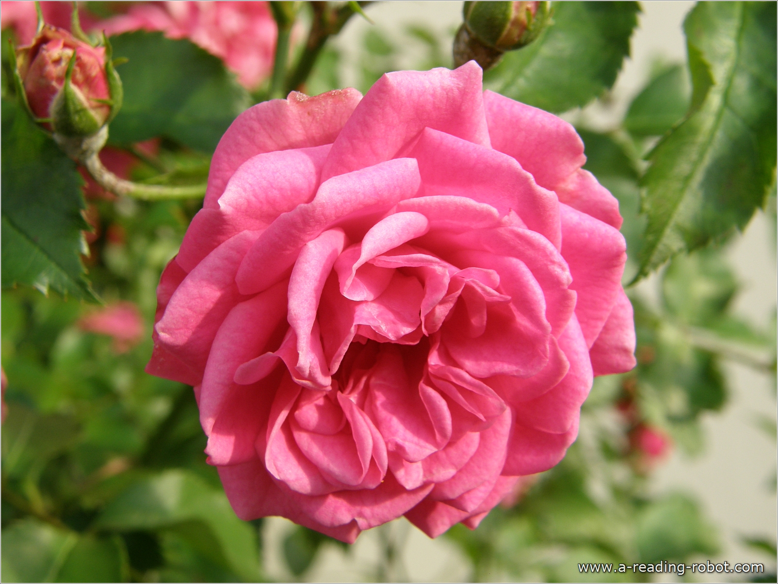 Pinke Rose, fr Dich zu Valentin