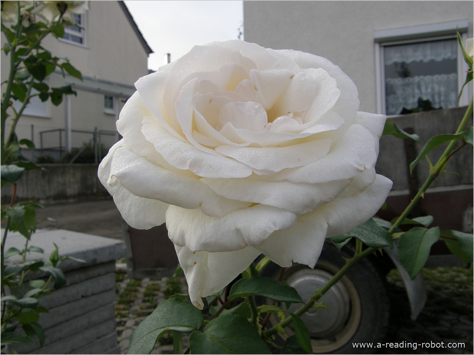 Weie Rose im Vorgarten