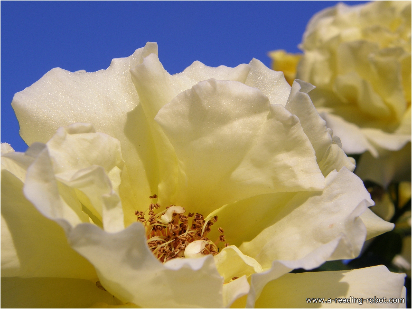 Teerose, Ausschnitt