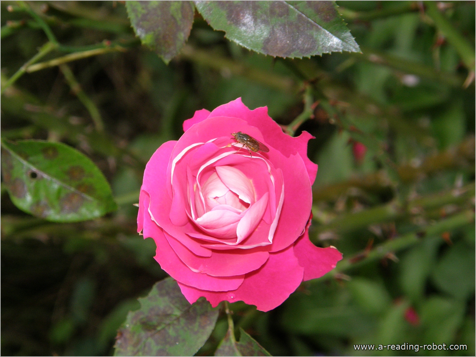 Rose mit Besucher