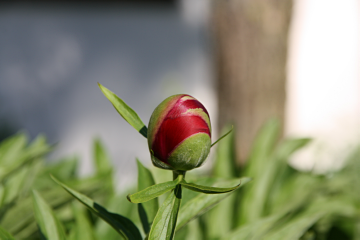 Valentinsgeschenk