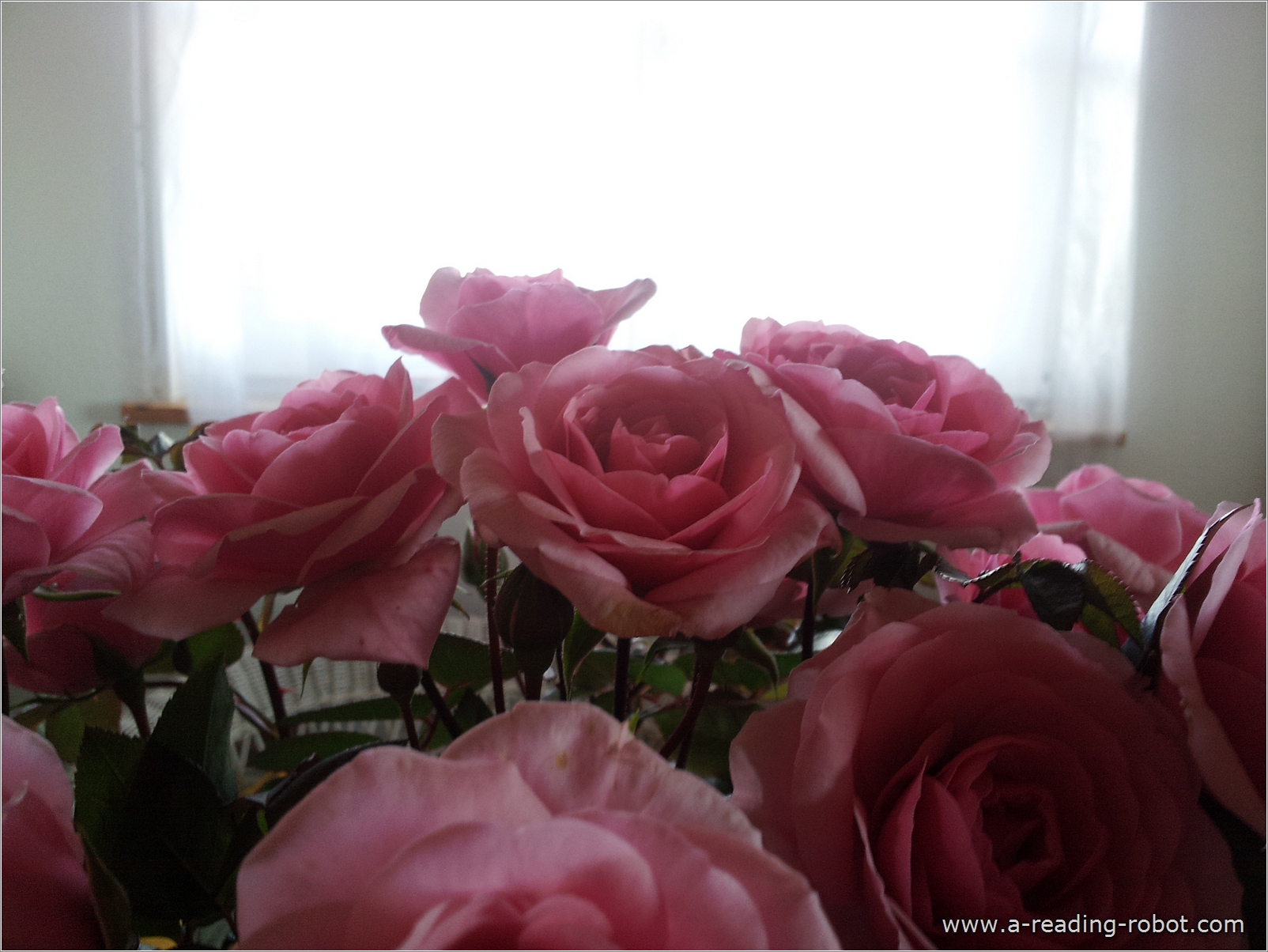 Rosenstrau� am Fenster Dich zu Valentin