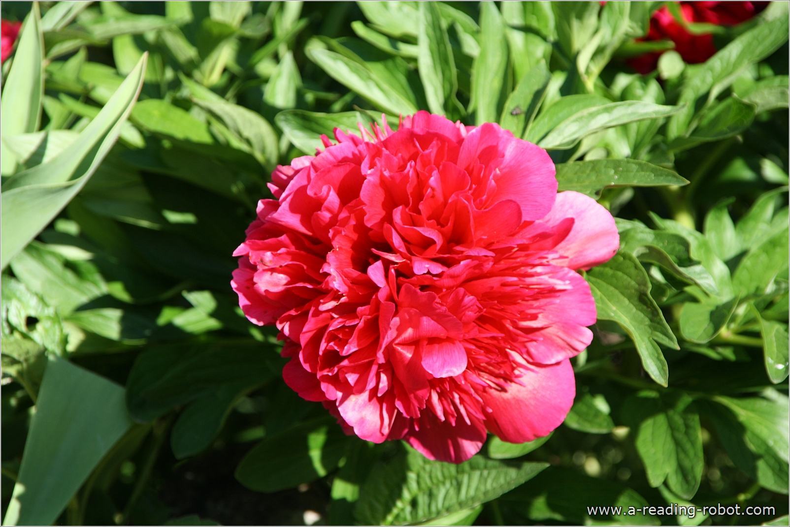 Valentinsbl�te